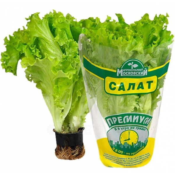Салат Листовой
